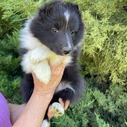 Lexus - Black and white female Shetland Sheepdog puppy in Emmett, Idaho from MacGregor Shelties