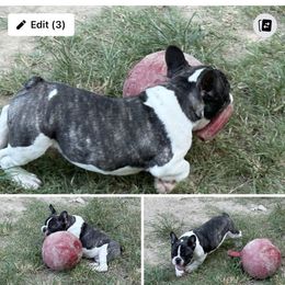 French Bulldog puppies from 4J's Cajun Kennels