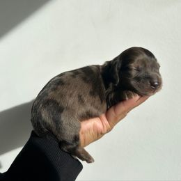 Pumpernickel (red dapple) - Dapple male Dachshund puppy in Mc Donough, Georgia from L & J Kennel