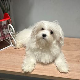 Boy - White male Maltese puppy in Charlotte, North Carolina from Toy Poodle and Maltese Perfection