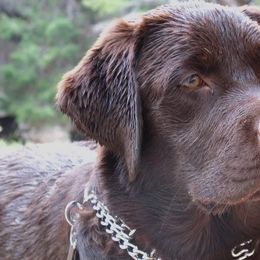 Labrador Retrievers from Sinagua Labradors