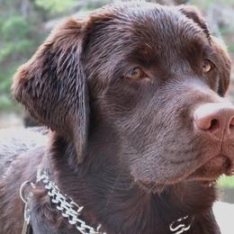 Labrador Retrievers from Sinagua Labradors