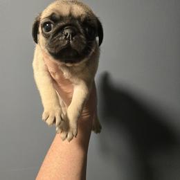 Boy 2 - Fawn male Pug puppy in Auburn, Kentucky from Prentice Family Pugs