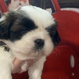 Boy 1 - Tricolor Shih Tzu puppy in Wooster, Ohio from Mending Hearts Shih Tzu's