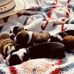 Basset Hounds from American Hounds