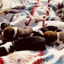 Basset Hounds from American Hounds