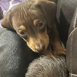Boy 3 - Chocolate and tan male Dachshund puppy in Pocola, Oklahoma from D & F Doxies