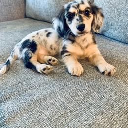 Dachshund Puppies from Meldox