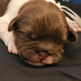 Bark Vader - Brindle and white male Cavatzu puppy in West Valley City, Utah from Pulley Puppies
