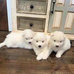 Puppy 1 - White male Samoyed puppy in Oregon City, Oregon from White Cloud Samoyeds