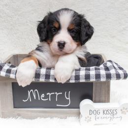 Bernese Mountain Dog Puppies from Berner Dynasty