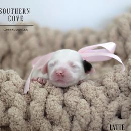 Latte - Chocolate female Australian Labradoodle puppy in Winter Haven, Florida from Southern Cove Labradoodles