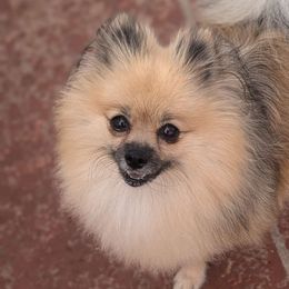 Mera - Pomeranian