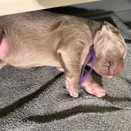 Dawn - female Long Haired Weimaraner puppy in Blanchardville, Wisconsin from Northern Bluegrass Weimaraners