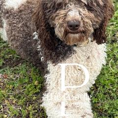 Australian Labradoodles, Bernedoodles, and Poodles from The Poodle Co. Raising Doodles & Poodles