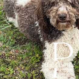 Australian Labradoodles, Bernedoodles, and Poodles from The Poodle Co. Raising Doodles & Poodles