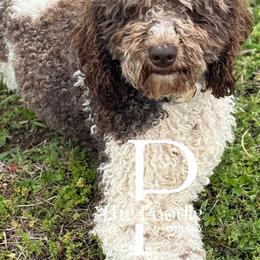 Australian Labradoodles, Bernedoodles, and Poodles from The Poodle Co. Raising Doodles & Poodles