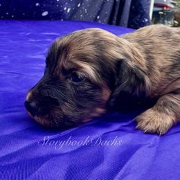 Neptune (Mickey) - Dapple male Dachshund puppy in Springfield, Oregon from Storybook Dachshunds