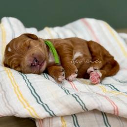 Green collar BONNIE - Apricot female Goldendoodle puppy in Salem, Utah from Aspen Doodles