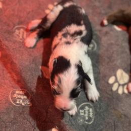Marina - Blue merle female Australian Shepherd puppy in Asheboro, North Carolina from Stellar Aussies