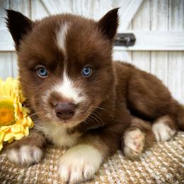 Finn - Red and white male Siberian Husky puppy in Union Grove, Alabama from Southern Siberian Life