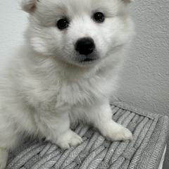 American Eskimo Dog Puppies from Bella's American Eskimos