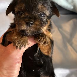 Morkie and Yorkshire Terrier Puppies from DEJAVU PUPS