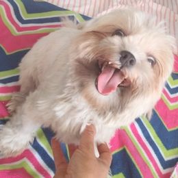 Maltipoos from Doggies4you