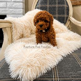 Blossom - Apricot female Poodle puppy in Midway City, California from Rapture Red Poodles