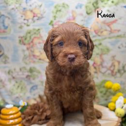 Kanga - Red  female Goldendoodle puppy in Williamson, New York from Lakeside Doodles