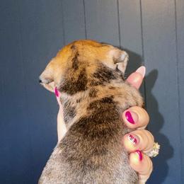 Dachshund Puppies from Dachshund heaven