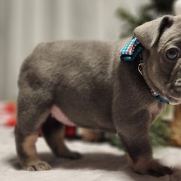 French Bulldogs from Cope Frenchies