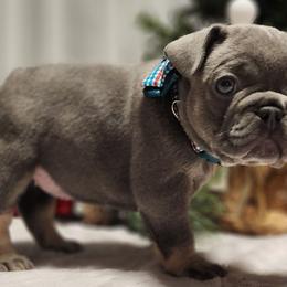 French Bulldogs from Cope Frenchies