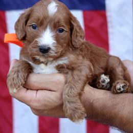 Stetson - Orange collar boy - Red  male Goldendoodle puppy in Ruthorfordton, North Carolina from Duncan Doodles Goldendoodles