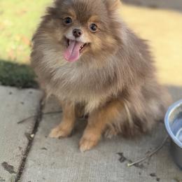 Mandy - Chocolate and tan female Pomeranian puppy in Newport Beach, California from Exotic City Pomeranians and chihuahuas