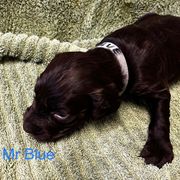 Boykin Spaniel Puppies from Taensas Boykins