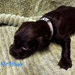 Boykin Spaniel Puppies from Taensas Boykins