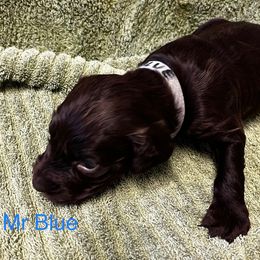 Boykin Spaniel Puppies from Taensas Boykins