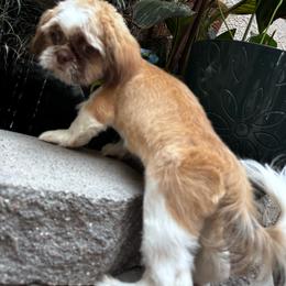 Louie - Tricolor male Shih Tzu puppy in Victorville, California from Precioustzus