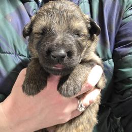 Red Collar Boy - Sable male German Shepherd puppy in Dallas, Pennsylvania from Mountainside German Shepherds