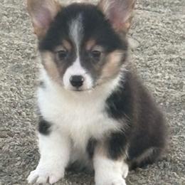 C.J AKA Charmayne James - Black and tan female Pembroke Welsh Corgi puppy in White City, Oregon from Ok Puppy Korral