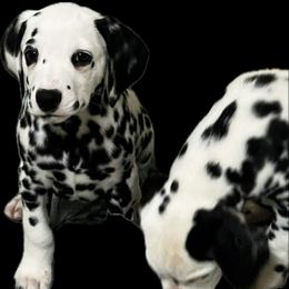 Boy 1 HUA black collar - Dalmatian puppy from Poconopaws