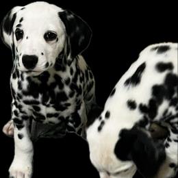 Boy 1 HUA black collar - Dalmatian puppy from Poconopaws