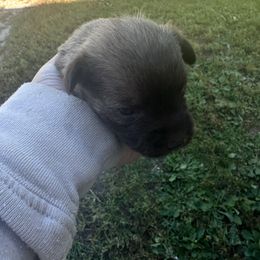 Gastón - Wheaten male Miniature Schnauzer puppy in West Point, Nebraska from Canyon Rose Schnauzers