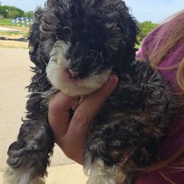 Balto - Sable male Aussiedoodle puppy in Galena, Illinois from Perry's doodles