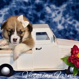Zinnia - Red female Pembroke Welsh Corgi puppy in East Canton, Ohio from Victorian Farms