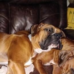 Boxers from Barney Boxers