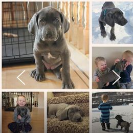Companion Cross Puppies from DeMille Blue Bloods