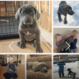 Companion Cross Puppies from DeMille Blue Bloods
