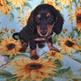 Knox - Black and tan male Dachshund puppy in Branford, Florida from Mbjs Doxies and chihuahuas
